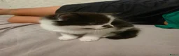Mixed Breed cats for sale: Playful male - Advert 4