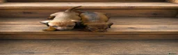 Miniature Dachshund dogs for sale: Gorgeous miniature dachshunds  in Bournemouth - Advert 5