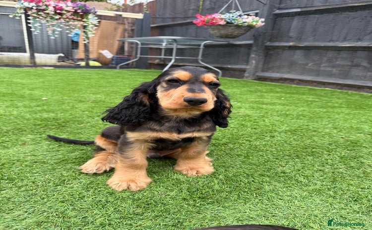 Cocker Spaniel dogs - Advert 13