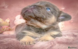 French Bulldog dogs for sale: 🌸BEAUTIFUL PUPPIES LILAC&TAN,FLUFFY,TESTABLE🌸 - Image 1