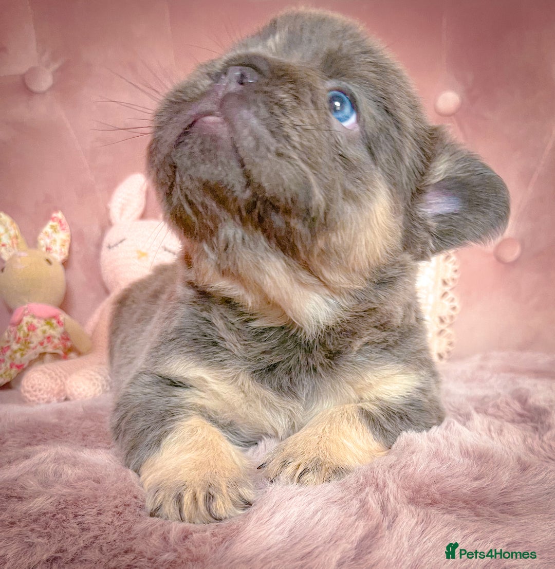 French Bulldog dogs for sale: 🌸BEAUTIFUL PUPPIES LILAC&TAN,FLUFFY,TESTABLE🌸 - Image 1