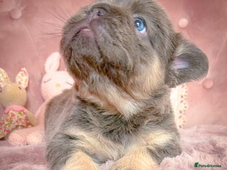 French Bulldog dogs - Advert 4