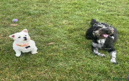 Cockapoo dogs for sale: Male, cockerpoo  - Image 2