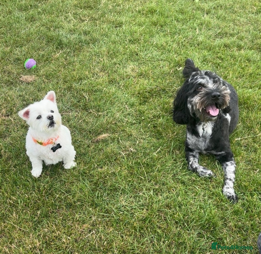 Cockapoo dogs for sale: Male, cockerpoo  - Image 2