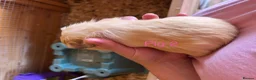 Guinea Pig rodents for sale: Guinea pig babies  in Yeovil - Advert 3