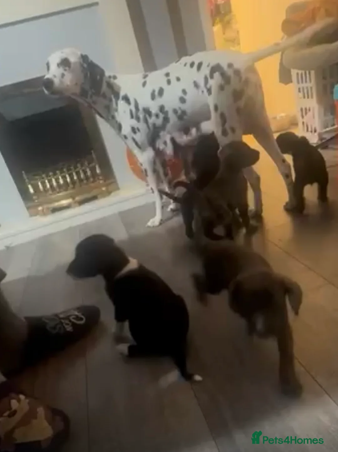 Mixed Breed dogs for sale: Dalmadoodle - Advert 4