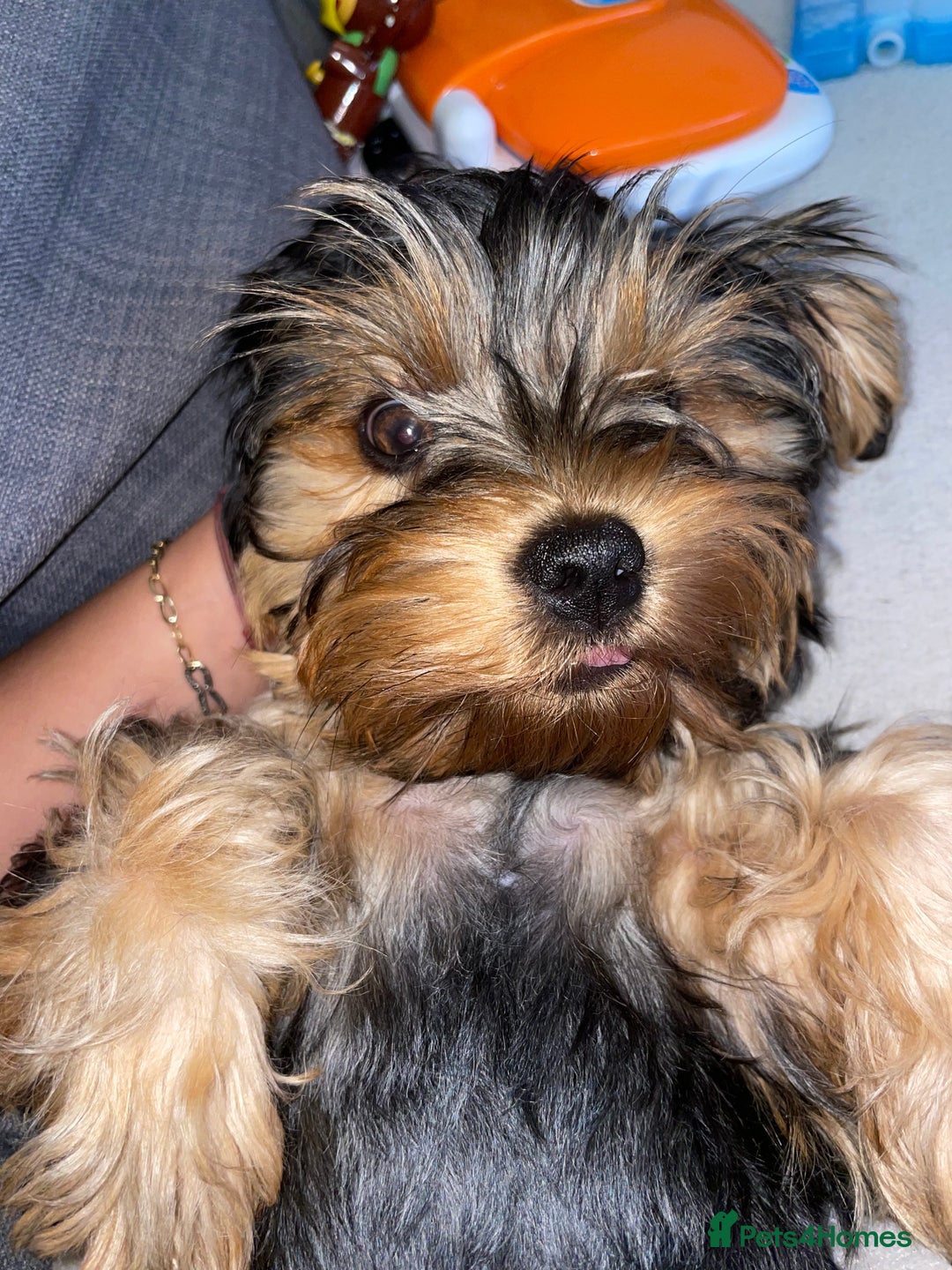 Yorkshire Terrier dogs for sale: Yorkshire terrier  - Image 3