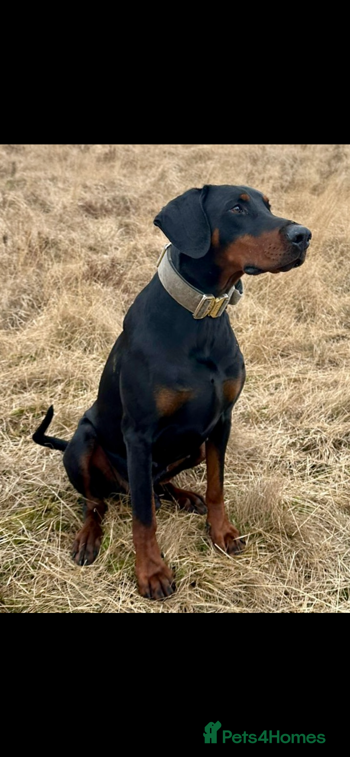 Dobermann dogs KC Health & Heart tested Colour Carrying stud in Burnley - Advert 2