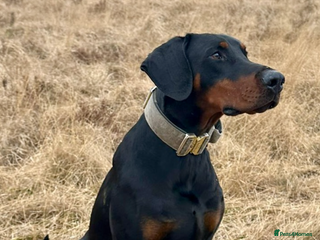 Dobermann dogs in Burnley - Advert 1
