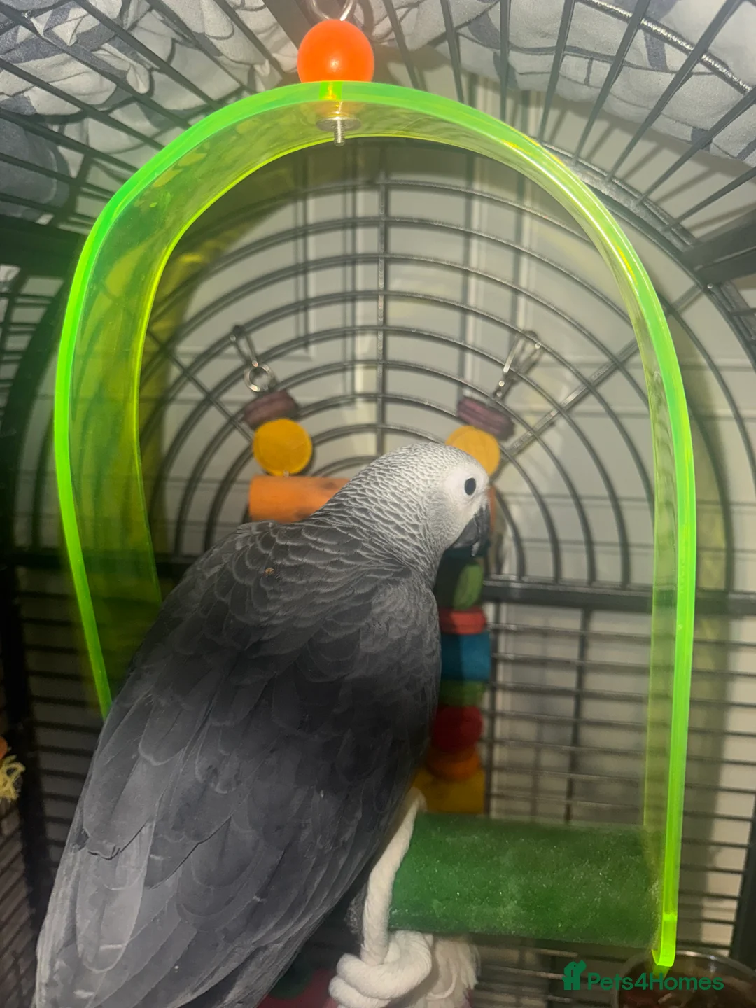 Parrots birds for sale: 14 week old African grey  - Advert 1