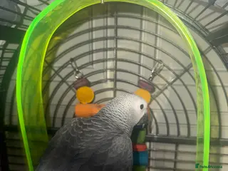 Parrots birds 14 week old African grey - Advert 1