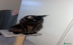 Maine Coon cats for sale: Tyson  - Image 2