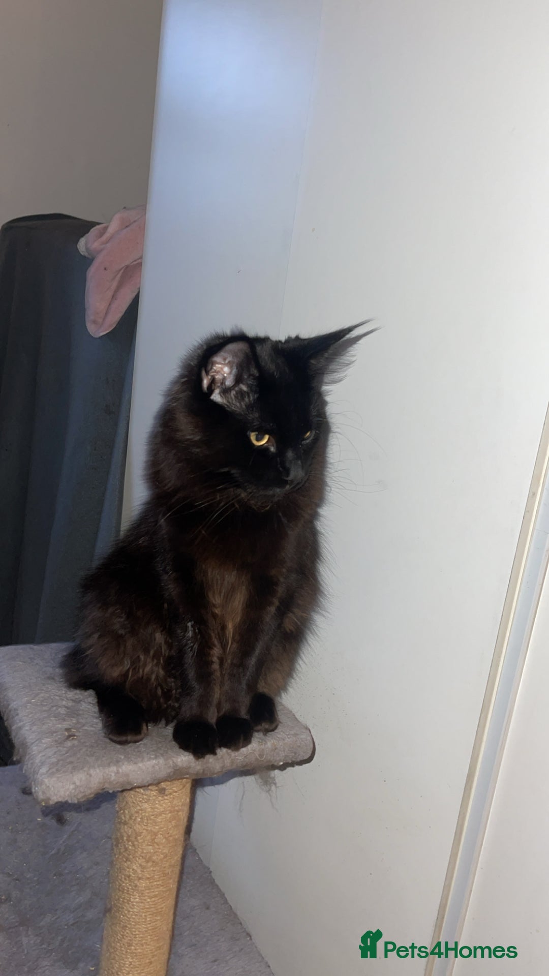 Maine Coon cats for sale: Tyson  - Image 2