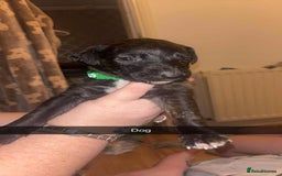 Lurcher dogs for sale: Lurcher puppies - Image 9