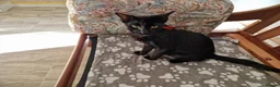 Siamese cats for sale: Old Style Siamese Kittens For Sale in Abingdon - Advert 12