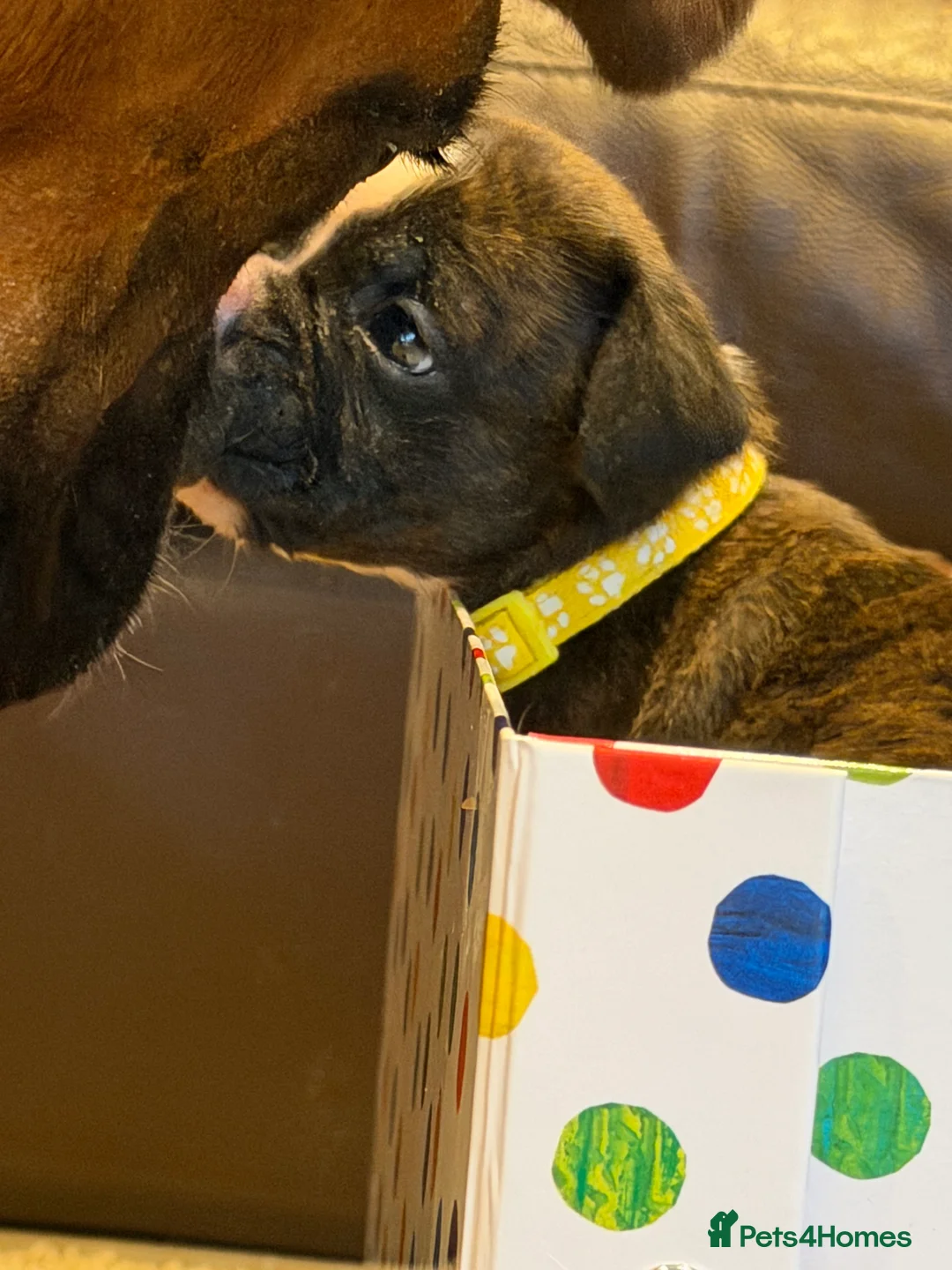 Boxer dogs for sale: Adorable litter of KC registered boxer puppies  - Advert 4