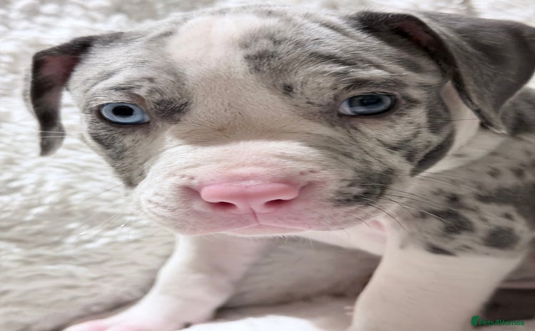 American Bully dogs - Advert 2