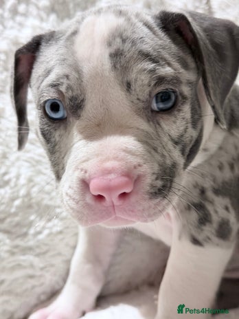 American Bully dogs - Advert 2