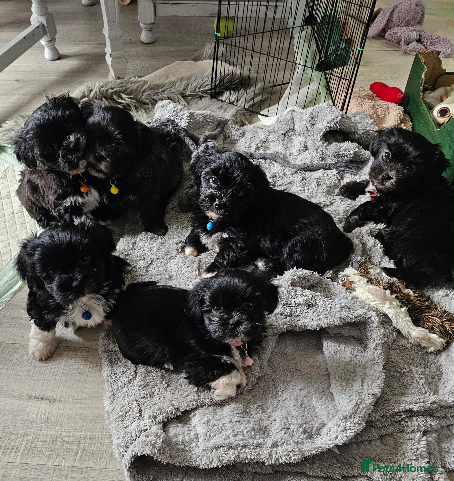 Malshi dogs for sale: Beautiful malshi puppies - Advert 5