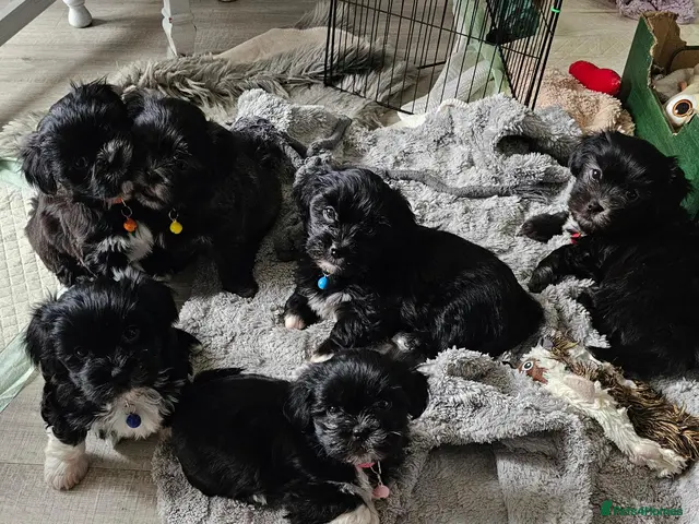 Malshi dogs for sale: Beautiful malshi puppies - Advert 5