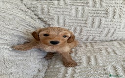 Cockapoo dogs for sale: Stunning F1B Merle Cockapoo Puppies!!!! - Image 21