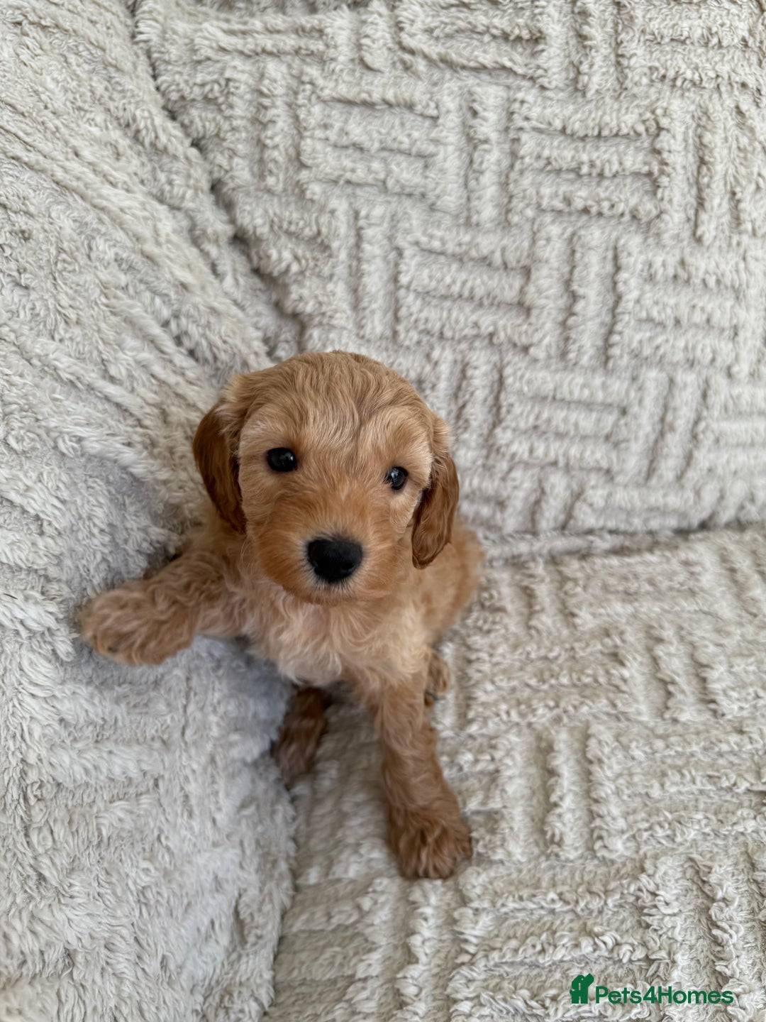 Cockapoo dogs for sale: Stunning F1B Merle Cockapoo Puppies!!!! - Image 21