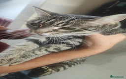 American Shorthair cats for sale: Adorable Kittens Looking for a Loving Home 🐾❤️ - Image 5