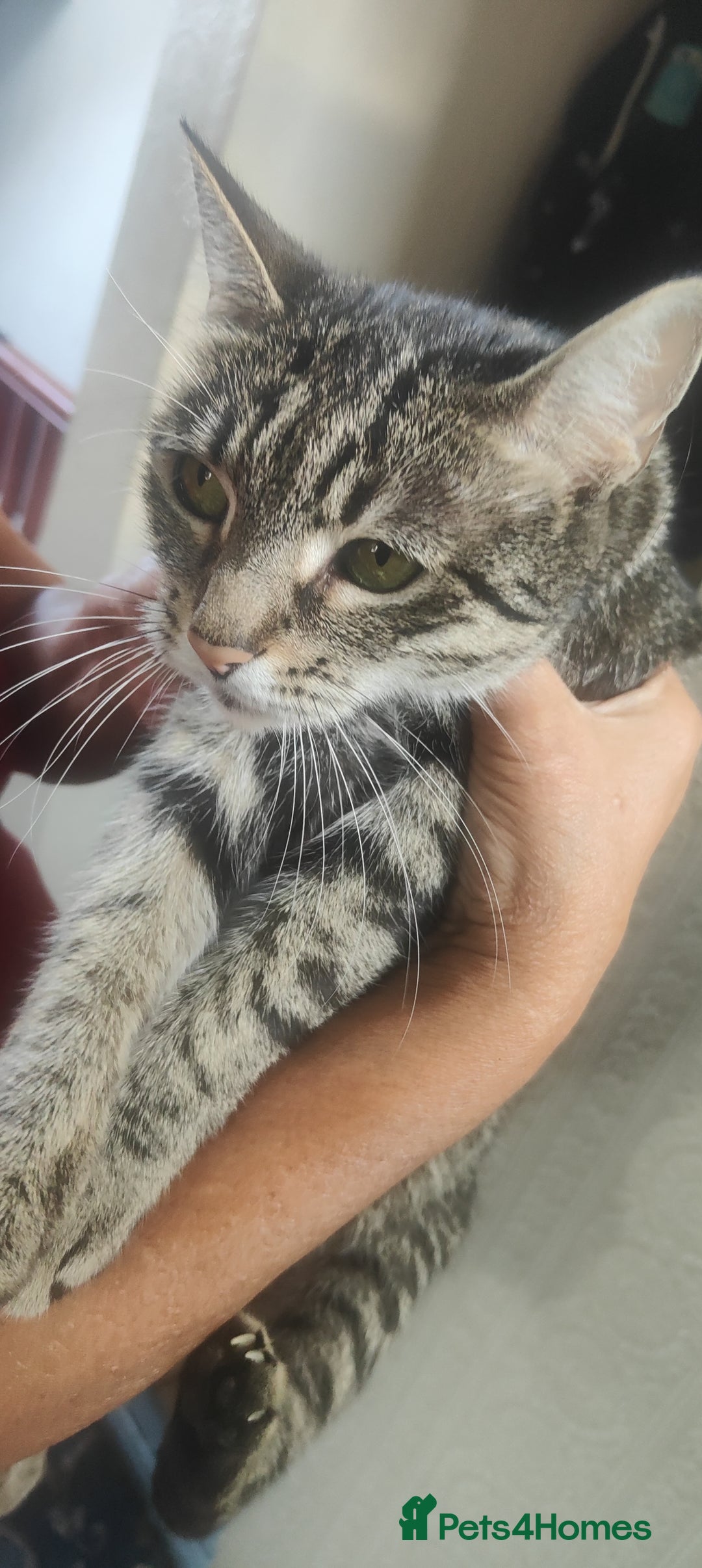 American Shorthair cats for sale: Adorable Kittens Looking for a Loving Home 🐾❤️ - Image 5