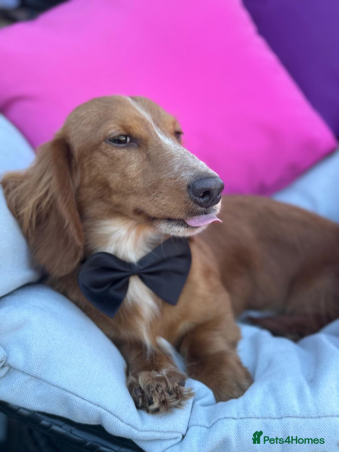 Dachshund dogs for sale: 2 beautiful male dachshund adult dogs for sale  - Image 4
