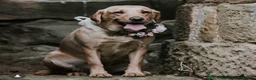 Labrador Retriever dogs for sale: RELISTED DUE TO TIMEWASTER! Gorgeous Lab Puppy - Advert 15