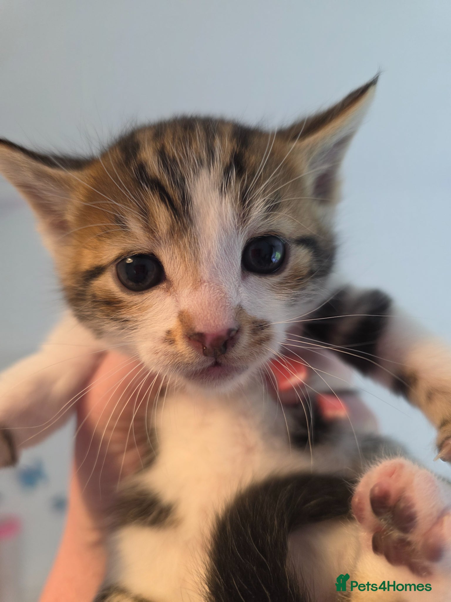 Mixed Breed cats Bengal cross kittens - stunning colours - Advert 1