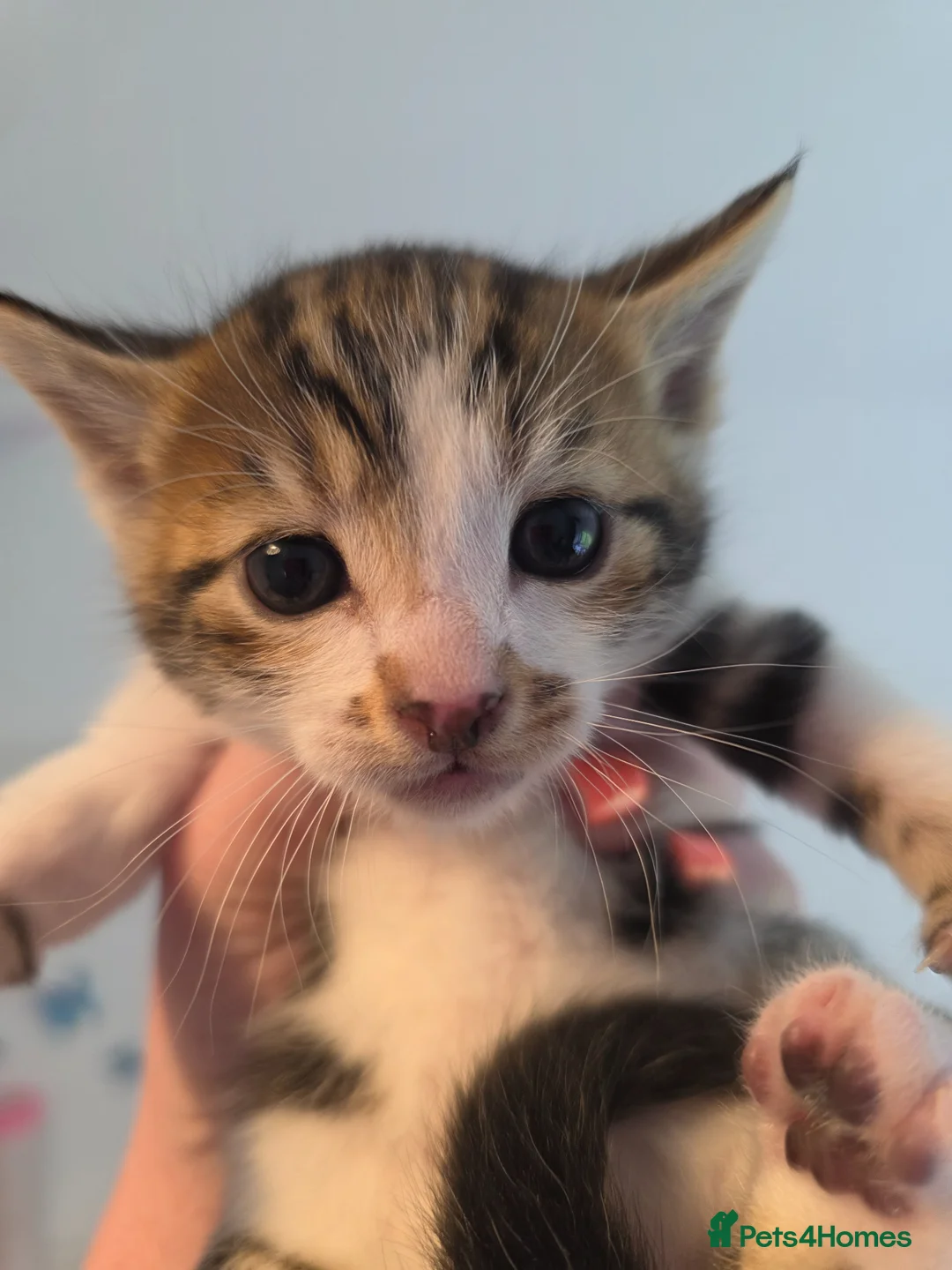 Mixed Breed cats for sale: Bengal cross kittens - stunning colours in Stroud - Advert 1