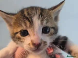 Mixed Breed cats Bengal cross kittens - stunning colours - Advert 10