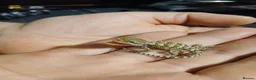 Dragon reptiles for sale: Baby Rankins dragons  - Advert 5