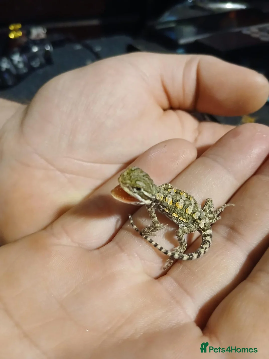 Dragon reptiles for sale: Baby Rankins dragons  - Advert 5