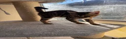 Bengal cats for sale: TICA 🔥 Pedigree health tested 🐾 Bengal Kittens  - Advert 10