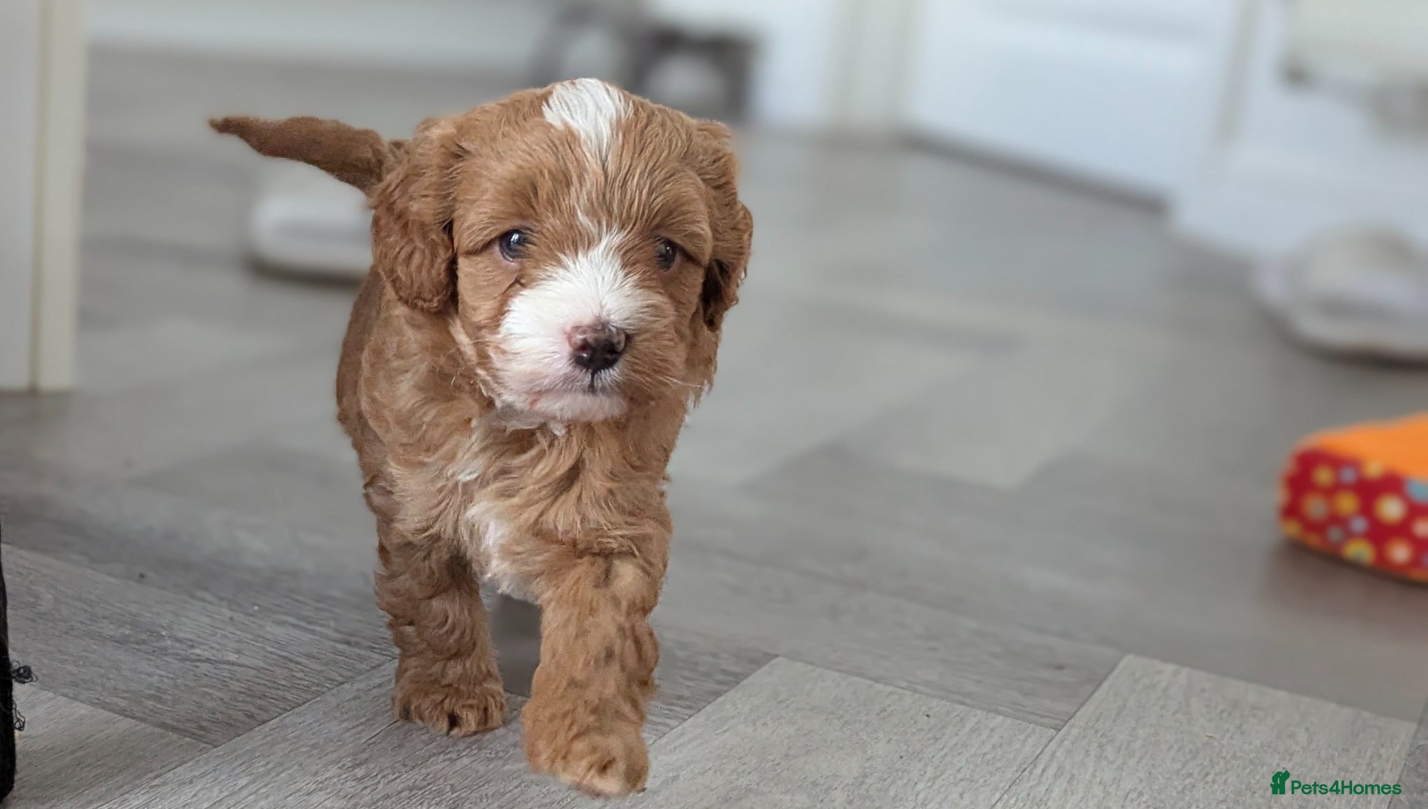 Cockapoo dogs 🐾 Beautiful F1B Cockapoo Puppies - Advert 2