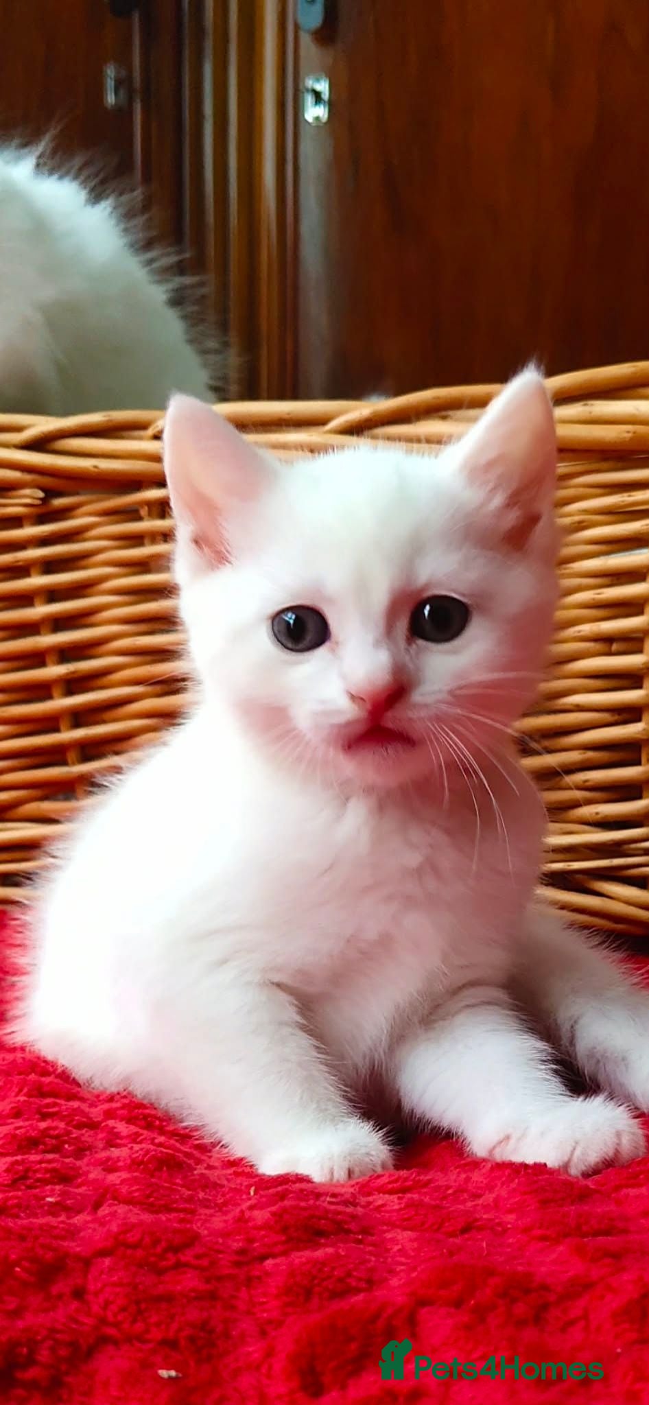 Mixed Breed cats Kittens - Advert 2