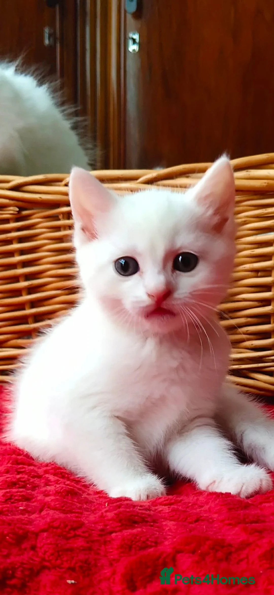 Mixed Breed cats for sale: Kittens - Advert 2