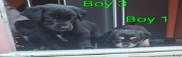 Mixed Breed dogs for sale: Cockerpom puppys 🐶 - Advert 13