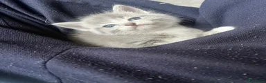 Ragdoll Kitten 3