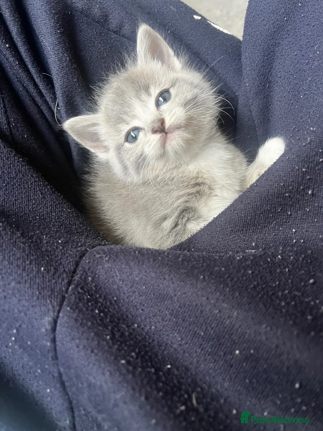 Ragdoll cats for sale: ragdoll mix for sale - Advert 14