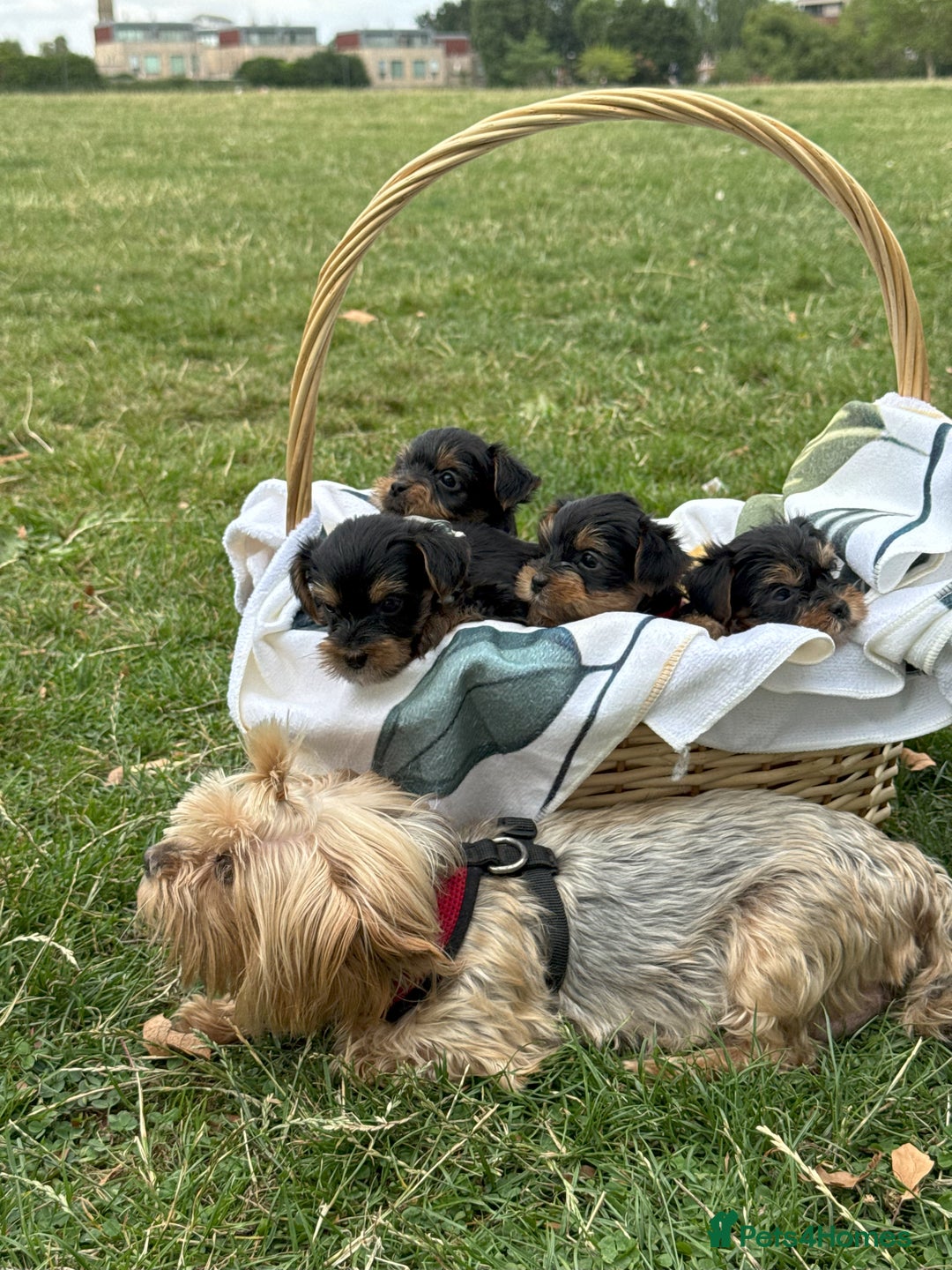 Yorkshire Terrier dogs for sale: Mini Yorkshire Terrier Puppies looking for Home - Image 23
