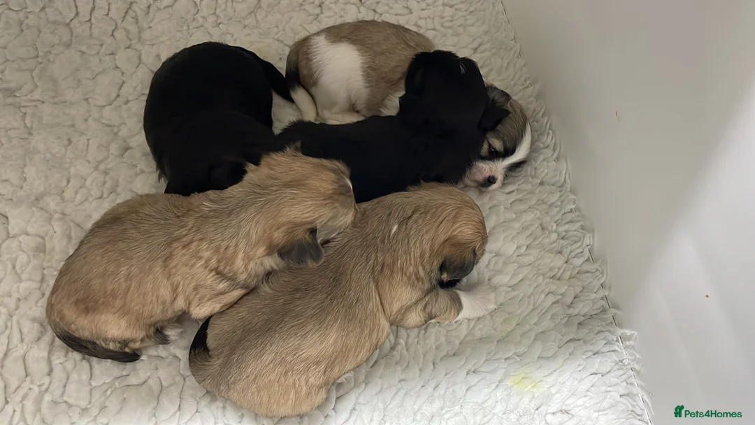 Lhasa Apso dogs for sale: Pedigree KC Reg Lhasa Apso Males For Sale  - Advert 2