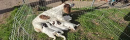 English Springer Spaniel dogs for sale: ESS PUPS 4 BOYS 3 GIRLS in Mansfield - Advert 4