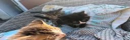 Mixed Breed cats for sale: BSH mixed breed kittens - Advert 17