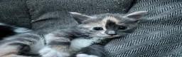 Mixed Breed cats for sale: Two gorgeous boy kittens ready to leave  - Advert 39