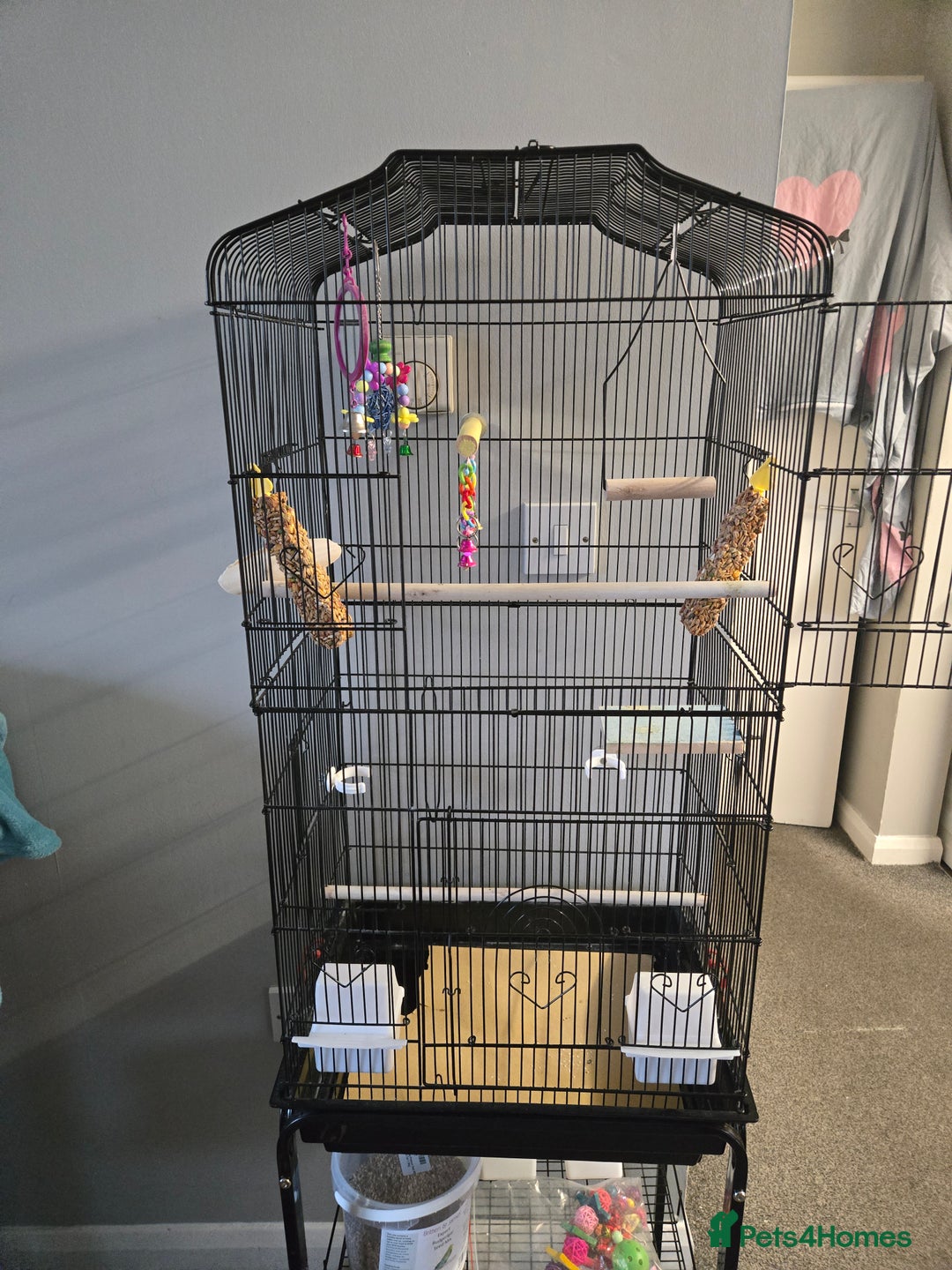 Budgerigars birds for sale: 2 budgies male  - Advert 4