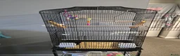 Budgerigars birds for sale: 2 budgies male  - Advert 4