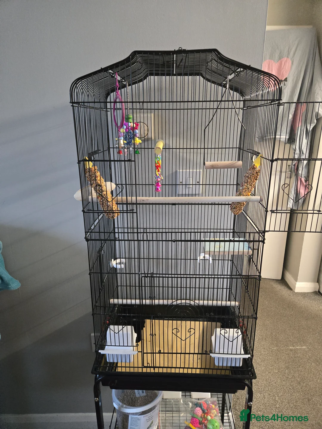 Budgerigars birds for sale: 2 budgies male  - Advert 4